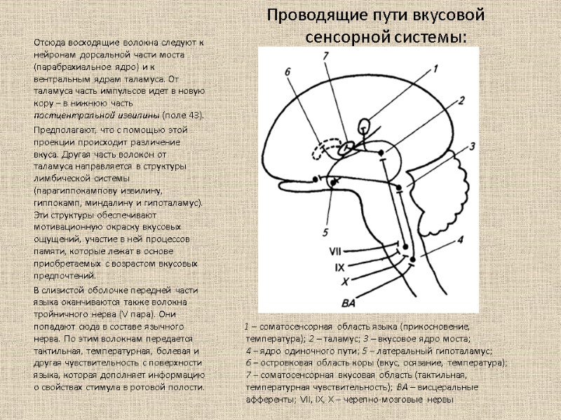 Проводящие пути вкусовой сенсорной системы:         